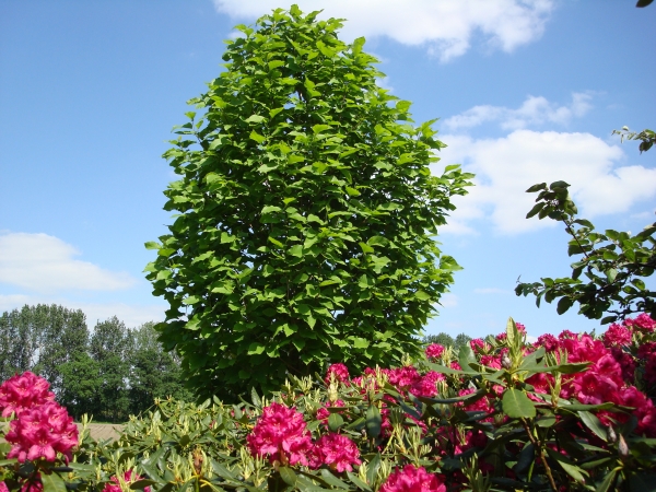 Magnolia acuminata