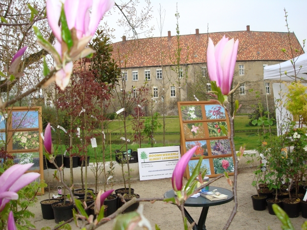 Magnolia Betty