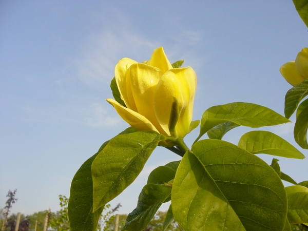 Magnolia brooklynensis Yellow Bird