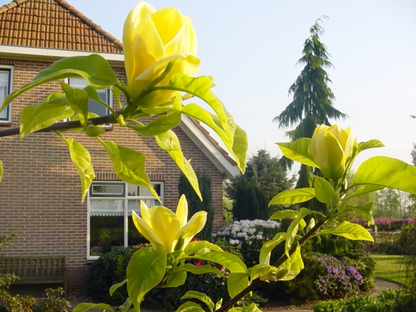 Magnolia brooklynensis Yellow Bird