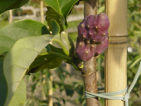 Magnolia brooklynensis Yellow Bird