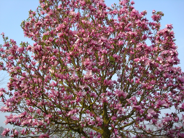 Magnolia Galaxy