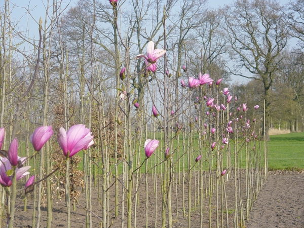 Magnolia Galaxy