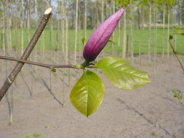 Magnolia Galaxy