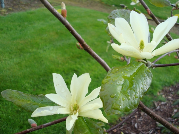 Magnolia Goldstar