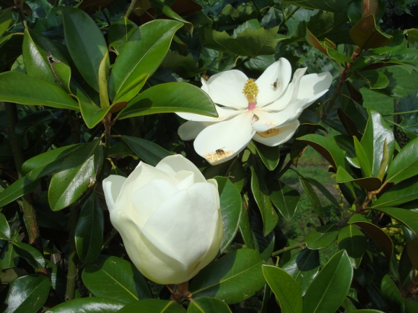 Magnolia grandiflora Goliath