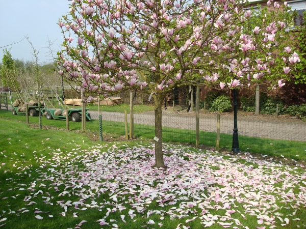 Magnolia Heaven Scent