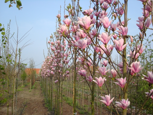 Magnolia Heaven Scent