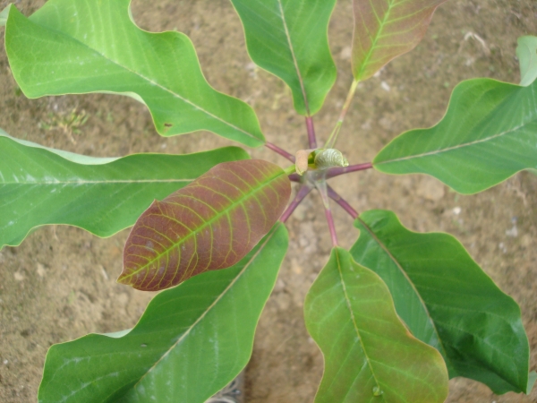 Magnolia hypoleuca