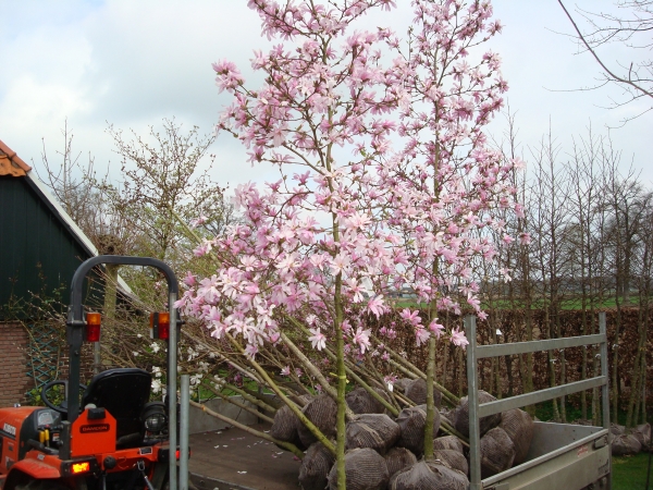 Magnolia loebneri Leonard Messel