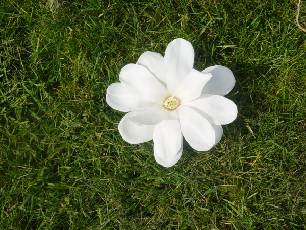 Magnolia loebneri Merrill