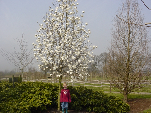 Magnolia loebneri Merrill