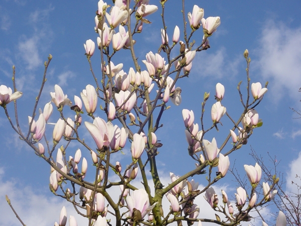Magnolia Peppermint Stick