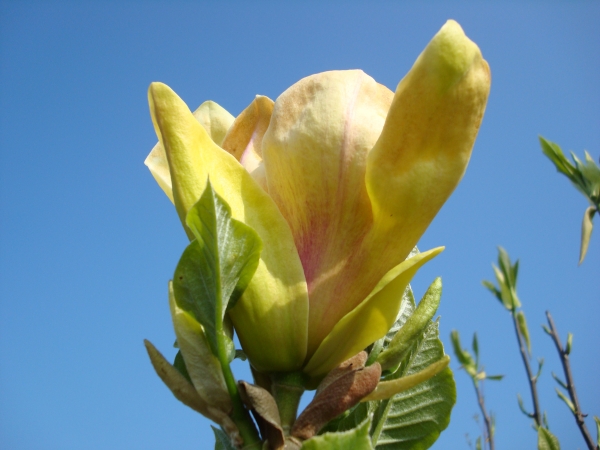 Magnolia Sunsation