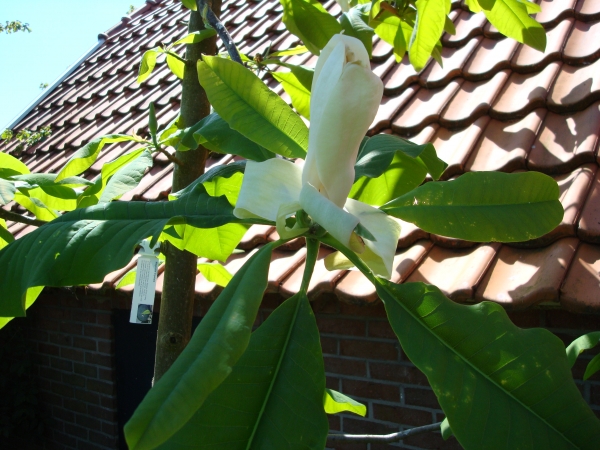 Magnolia tripetala