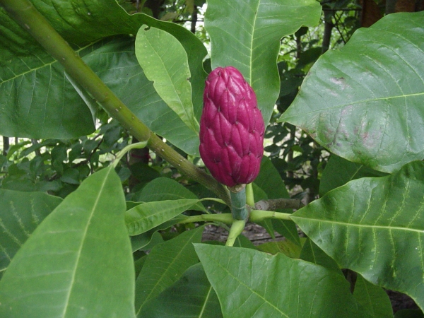 Magnolia tripetala