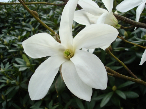 Magnolia Wada s Memory