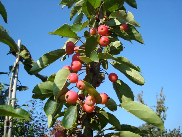 Malus Adirondack