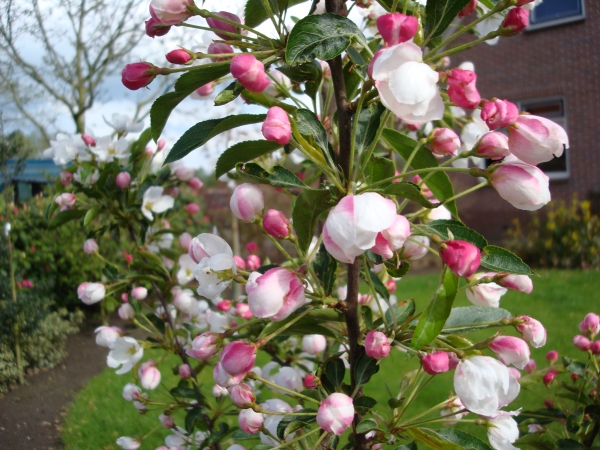 Malus Adirondack