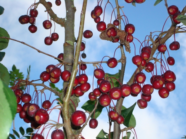 Malus baccata Street Parade