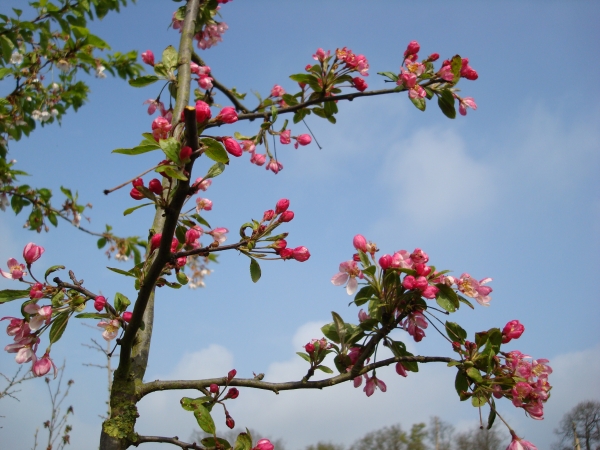 Malus Floribunda