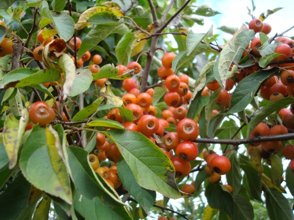 Malus Pom Zai 