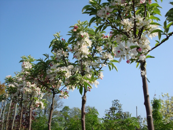 Malus Pom Zai 