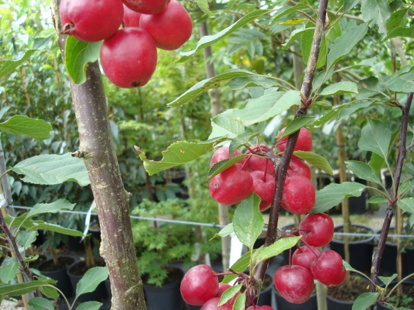 Malus Red Obelisk 