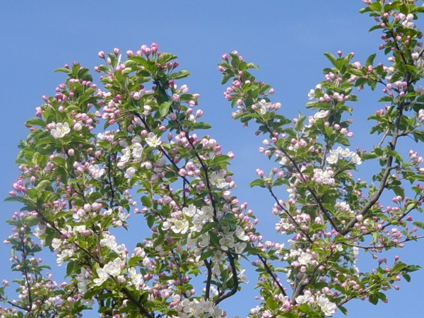 Malus Red Sentinel 