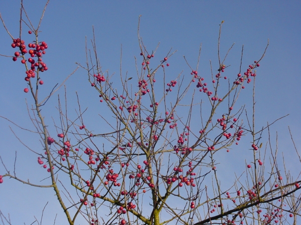 Malus Red Sentinel 