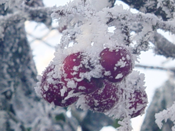 Malus Red Sentinel 