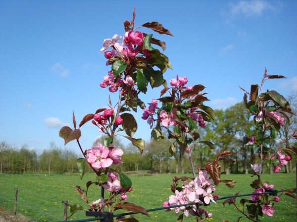 Malus Rudolph