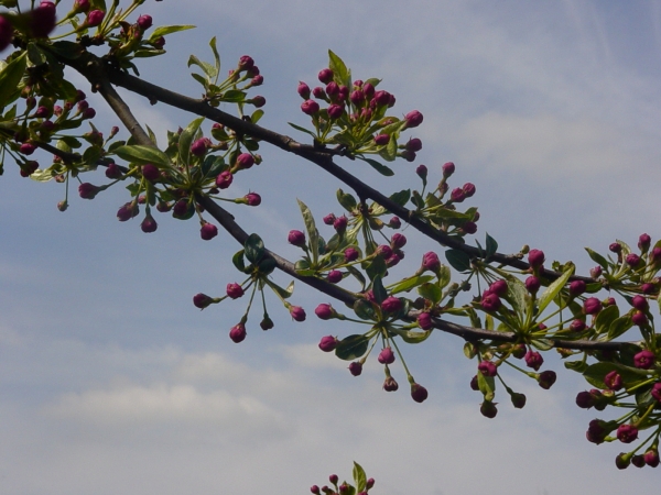 Malus toringo Tina