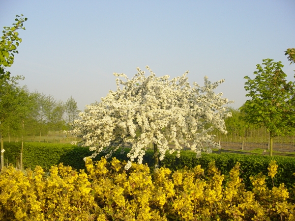 Malus toringo Tina