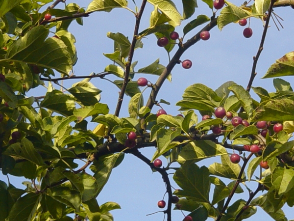 Malus toringo Tina