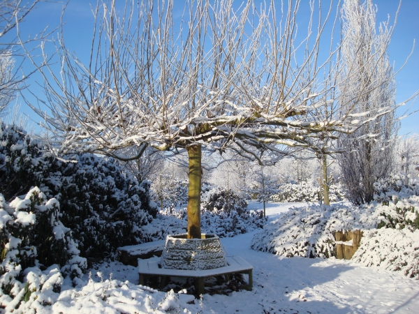 Platanus acerifolia