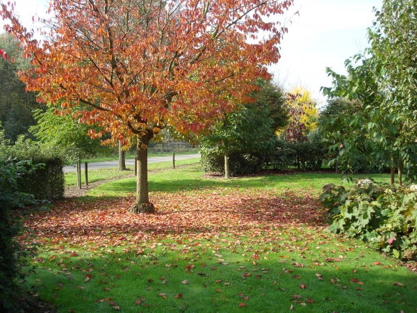 Prunus sargentii Rancho