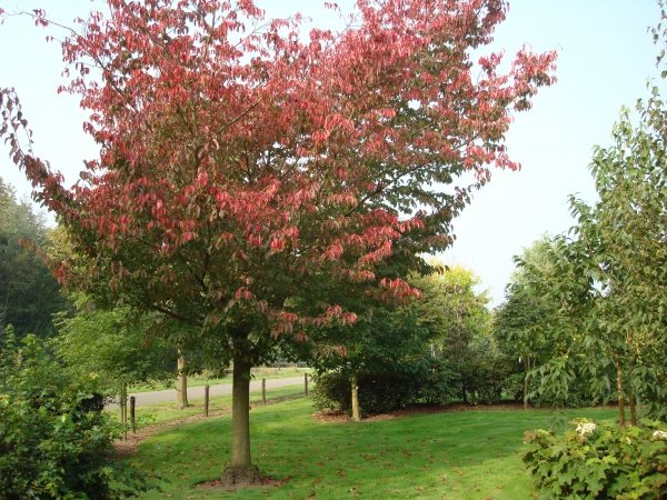 Prunus sargentii Rancho