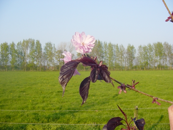 Prunus serrulata Royal Burgundy