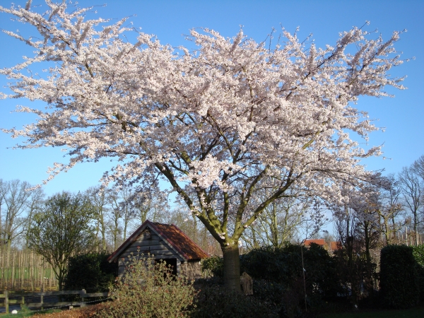 Prunus Yedoensis