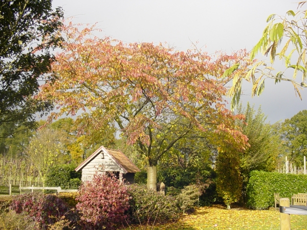 Prunus Yedoensis