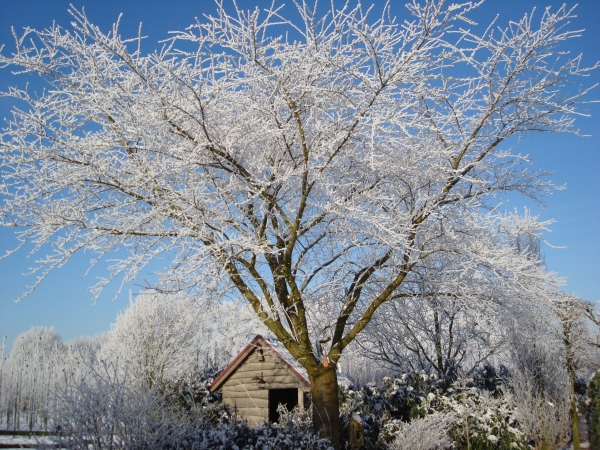 Prunus Yedoensis