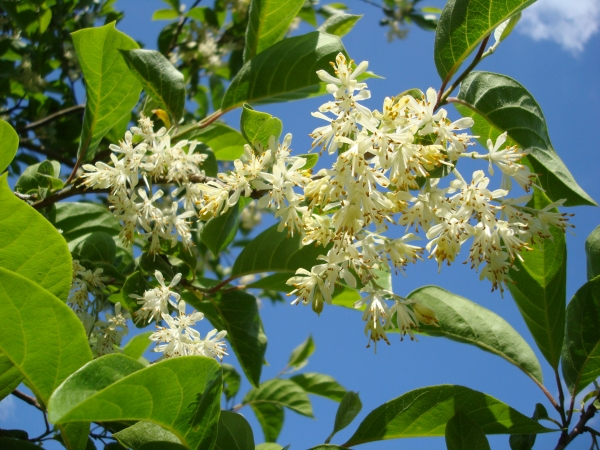 Pterostyrax corymbosa