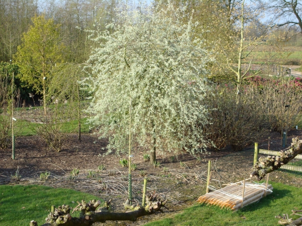 Pyrus salicifolia Pendula