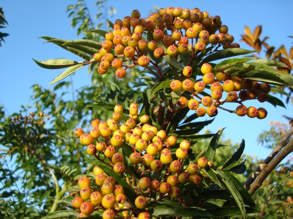 Sorbus amabilis