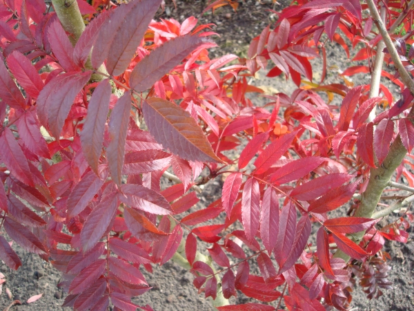 Sorbus amabilis