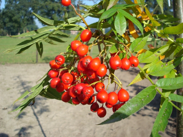 Sorbus Dodong