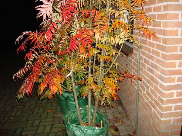 Sorbus Dodong