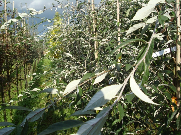 Sorbus folgneri Emiel