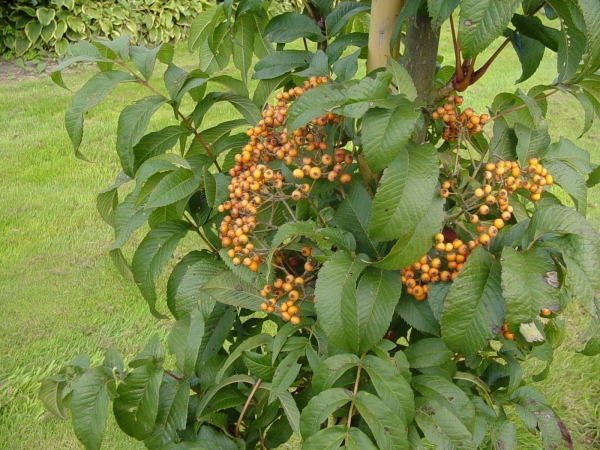 Sorbus sargentiana